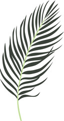 Palm tropical leaf illustration