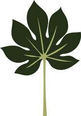 Aralia tropical leaf illustration		