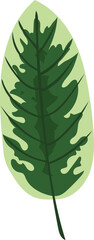 Variegated aglonema tropical leaf illustration