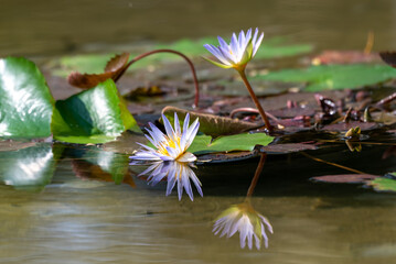 White Nymphaea flower blooming, Waterlily is a genus of hardy and tender aquatic plants in the...
