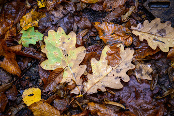 autumn leaves on the ground