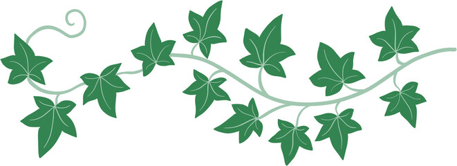 ivy plant drawing illustration.