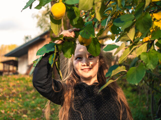 Child picking ripe yellow quince from the tree in farm garden. Local organic fruit harvesting autumn season. Natural food healthy eating Vitamin C Iron in kids diet Cute smiling girl outdoor sunny day