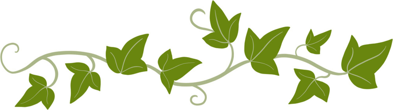 ivy plant drawing illustration.