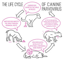 The life cycle of parvovirus in dogs.