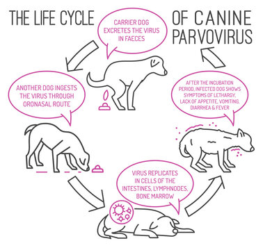 The life cycle of parvovirus in dogs.