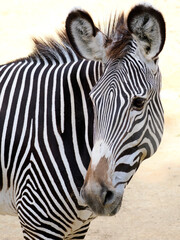 Portrait of zebra of Grevy or imperial zebra (Equus grevyi) is the largest living wild equid and the most threatened of the three species of zebra 