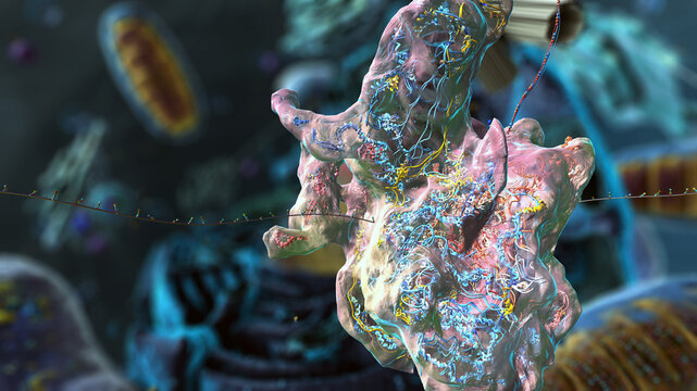 Organelles inside Eukaryote, focus on ribosomes - 3d illustration
