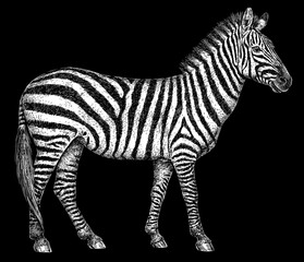 Vintage engraving isolated zebra horse set illustration ink sketch. Wild equine background nag mustang animal silhouette art. Black and white hand drawn image