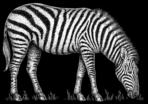 Vintage engraving isolated zebra horse set illustration ink sketch. Wild equine background nag mustang animal silhouette art. Black and white hand drawn image
