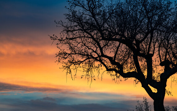 Contrastes de outono