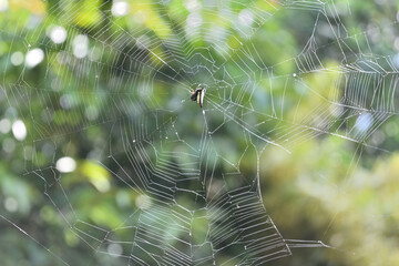 A female spiny backed orb weaver spider arranging the silk lines on the spider web