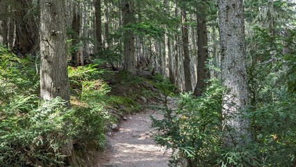 path through the woods in an area with trees and shrubs