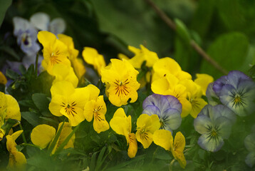 Sweet little flowers in the garden - 671064337