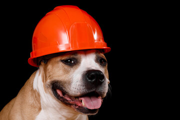 A picture of a brown and white dog wearing a hard hat. This image can be used to represent safety,...
