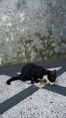 hungry black-white cat eating chicken bone on stone floor.