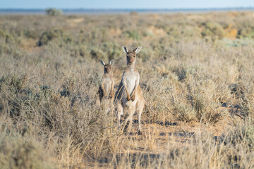 Naklejka na ściany i meble wild kangaroo in morning light in Australia