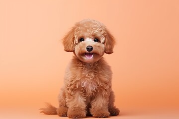 Portrait photo of dog, poodle, pastel background