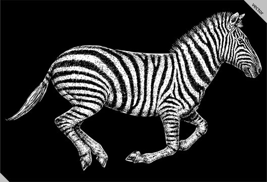 Vintage engraving isolated zebra horse set illustration ink sketch. Wild equine background nag mustang animal silhouette art. Black and white hand drawn vector image