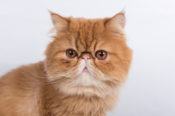 Persian Exotic Longhair cat