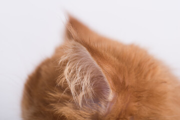 Persian Exotic Longhair cat