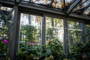 Greenhouse garden in autumn-winter time for plants. Plant cultivation concept. Glasshouse hothouse with warm climate inside. Botanical park with different types green flowers. Fallen leaves on roof.