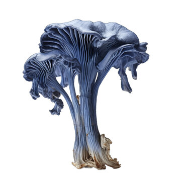 Dried Blue stalk mushroom isolated