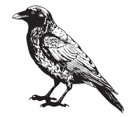 Fototapeta premium Black raven sketch hand drawn in doodle style Vector illustration