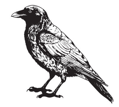 Black raven sketch hand drawn in doodle style Vector illustration