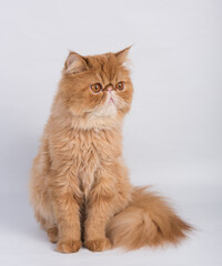 Persian Exotic Longhair cat