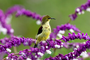 Purple Sunbird on a beautiful branch