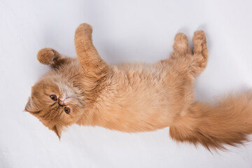 Fototapeta na wymiar Persian Exotic Longhair cat