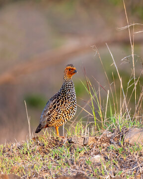 Painted Francolin on grassland
