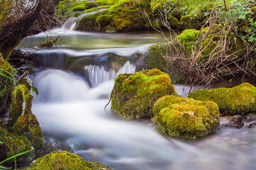 The vibrant ecosystem of a river stream, where algae thrive and moss carpets the rocks