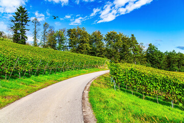 Dirt road between vineyards