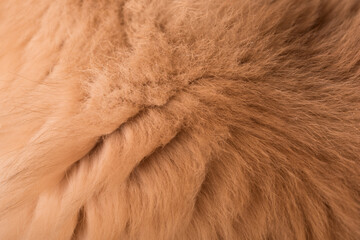 Persian Exotic Longhair cat