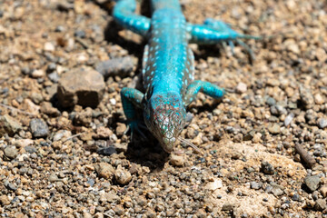 Aruba Whiptail Lizard, blue scales, standing on rocks and sand. 
