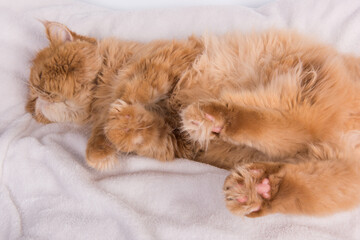 Persian Exotic Longhair cat