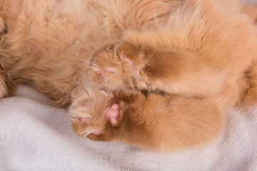 Persian Exotic Longhair cat