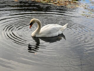swan on the lake