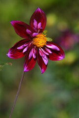 Fototapeta premium zweifarbige Dahlien