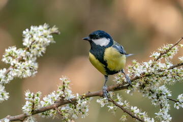  Great Tit (Parus major) on a branch with white flowers (Prunus spinosa) in the forest of Noord Brabant in the Netherlands.                               