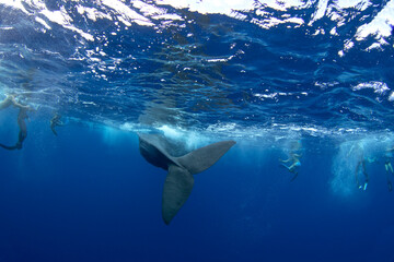 Sperm whale near the surface. Whales in Indian ocean. The biggest toothed whale on the planet. Marine life in ocean. 