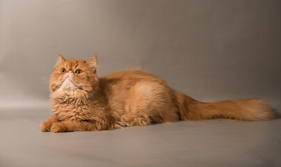 Persian Exotic Longhair cat - obrazy, fototapety, plakaty