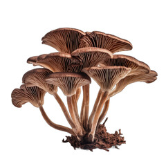 Dried Grifola frondosa mushroom isolated