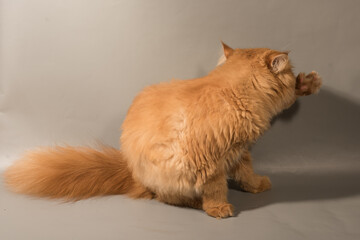 Persian Exotic Longhair cat