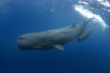 Sperm whale near the surface. Whales in Indian ocean. The biggest toothed whale on the planet....