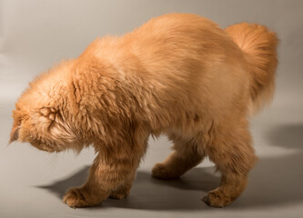 Persian Exotic Longhair cat