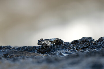 Small fish are climbing on the rock near the coast. Alticus monochrus on Mauritius island. Fish who can croal out of water and feed on the stones. 