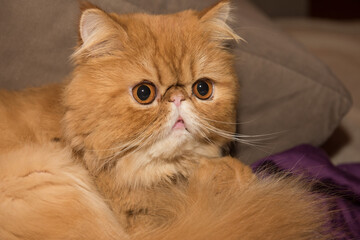 Fototapeta premium Persian Exotic Longhair cat